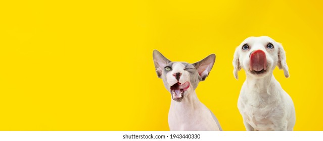 Banner Two Funny Hungry Pets, Dog And Sphynx Cat Licking Its Lips. Isolated On Yellow Backgorund.