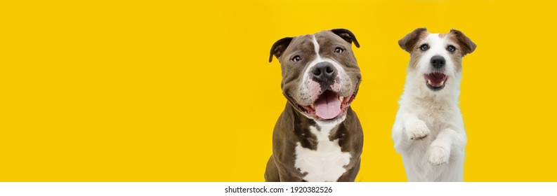 Banner two happy dogs jack russell and American bully . Isolated on yellow background. - Shutterstock ID 1920382526