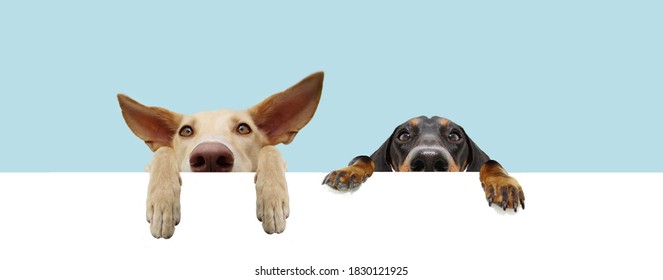 Banner two hide puppies dogs with big ears and paws hanging in a blank in a row. Isolated on blue colored background.