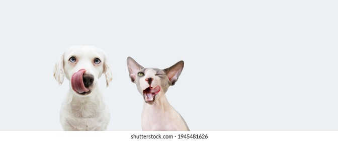 Banner Two Two Hungry Pets, Sphynx Cat And Dog Licking Its Lips. Isolated On White Backgorund.