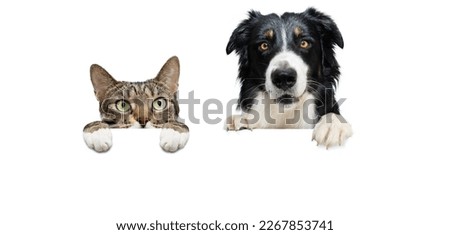 Banner two pets. border collie dog and cat, hanging its paws in a blank. Isolated on white background.