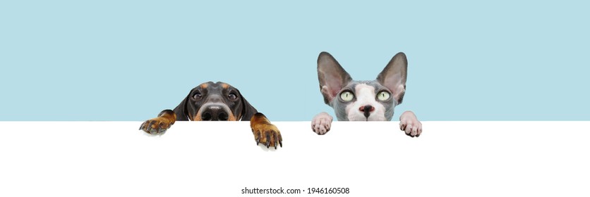Banner two pets, dachshund dog and sphynx cat hanging in a blank in a row. Isolated on blue colored background.