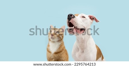 Banner two pets. Profile attentive American Staffordshire dog and ginger cat looking away. Isolated on blue pastel background