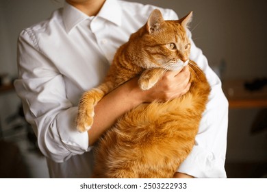 Banner Veterinarian doctor with fat orange kitten in his arms in medical animal clinic. advertising and copyspace concept
 - Powered by Shutterstock