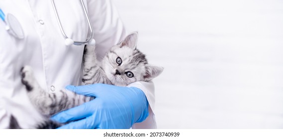 Banner Veterinarian Doctor With Small Gray Scottish Kitten In His Arms In Medical Animal Clinic. Copyspace For Text.