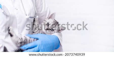 Banner Veterinarian doctor with small gray Scottish kitten in his arms in medical animal clinic. Copyspace for text.