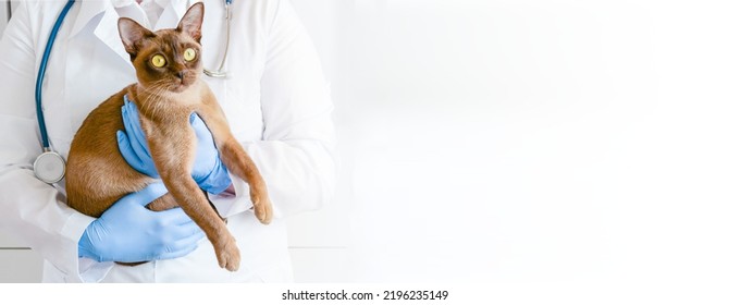 Banner Veterinarian In Veterinary Clinic With Brown Chocolate Burma Cat. Kitten In Veterinary Arms In Medical Animal Clinic. Animal Insurance And Lab Diagnostics Background With Copyspace For Text.