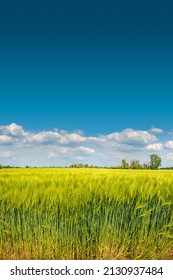 Banner With View Of Beautiful Farm Landscape Of Green Wheat Field In Late Spring, Beginning Of Summer In Europe, At Blue Sky With Clouds And Copy Space Gradient Background