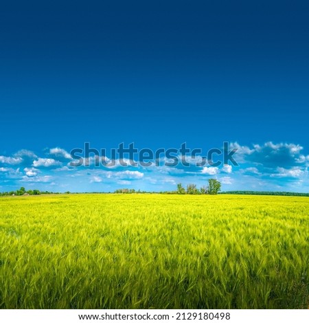 Similar – Image, Stock Photo cornfield Environment