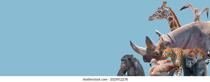 Banner with vulnerable wildlife animals in Africa, rhino, cheetah, gorilla, giraffe, elephant, flamingo, chimpanzee at blue sky solid background with copy space. Concept biodiversity and conservation - Powered by Shutterstock