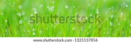 Banner - website header template - Green Grass webdesign - webdevelopment - spring Nature