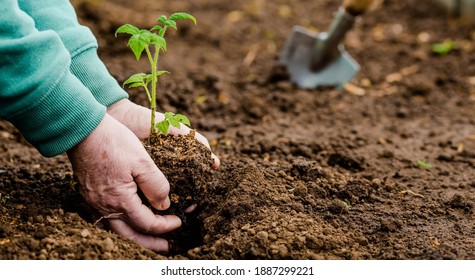
Banner.Close-up. Hands of an elderly woman holding the soil with a young plant. Planting seedlings in the soil. There is a shoulder blade nearby.The concept of conservation of nature and agriculture.