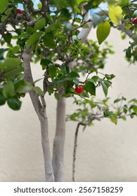 Bansai cherry tree close up
