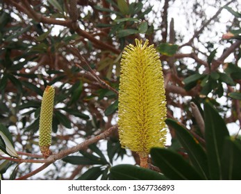 bansksia (australian native plant) - Shutterstock ID 1367736893