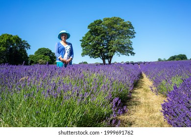 BANSTEAD, SURREY, UK - JUNE 30 : Lady Standing In A Lavender Field In Banstead Surrey On June 30, 2015. Unidentified People