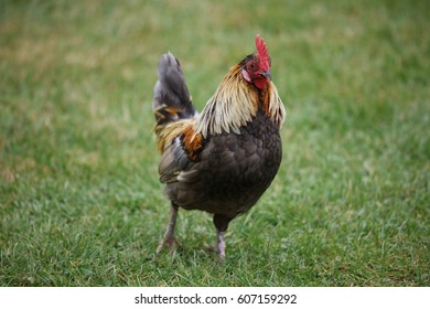 Bantam