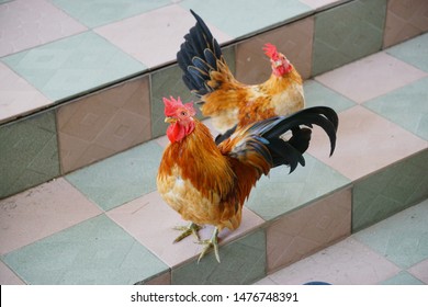 Ayam Cantik Images, Stock Photos u0026 Vectors  Shutterstock