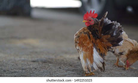 137 Ayam serama Images, Stock Photos & Vectors | Shutterstock