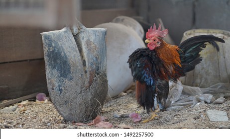 Ayam Cantik Images, Stock Photos u0026 Vectors  Shutterstock
