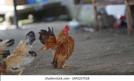 449 Serama chicken Images, Stock Photos & Vectors | Shutterstock