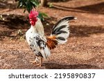 Bantam Chicken (Gallus gallus domesticus) is classified as the Aves class, Galliformes Order, Family Phasianidae. Characteristics of chickens have mini stature, small posture and dwarf growth.