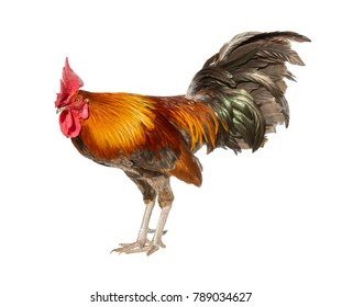 Rooster Bantam Chicken Standing Isolated On Stock Photo (Edit Now ...