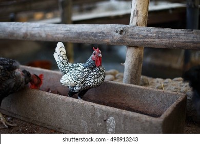 Bantam Chickens Images Stock Photos Vectors Shutterstock