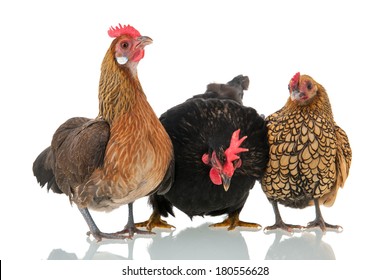 Bantam Chickens Isolated Over White Background