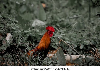 Bantam Images Stock Photos Vectors Shutterstock