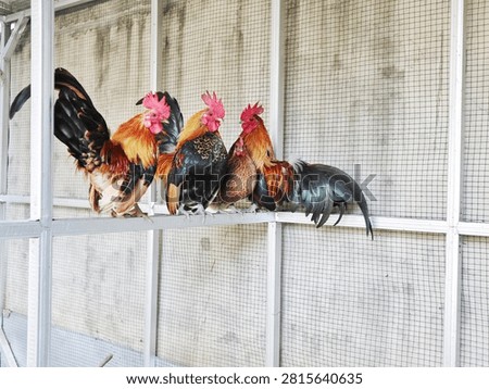 Bantam chickens with a unique shape are smaller and more adorable when in the cage and are not for eating.