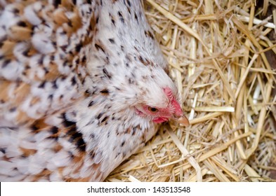 Bantam Hen On A Nest