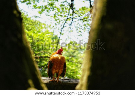 Similar – Foto Bild Lustiges Porträt einer Gans, die auf die Kamera vor der Kamera schaut.