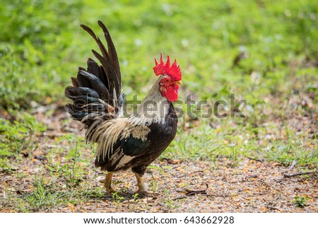 Bantam Walking On Sunlight, Temple Of Thailand.