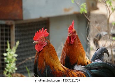 Bantam,Cock, Hen colorful red in the field - Shutterstock ID 1357021769