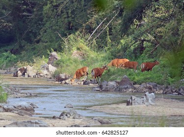 Banteng