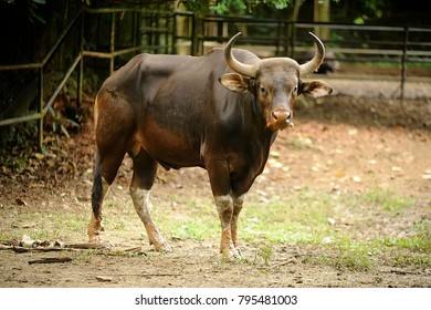 Banteng Bos Javanicus