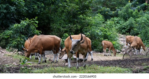 Banteng, Bos Javanicus Is Eating.