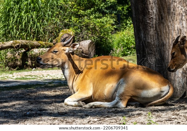 Banteng, Bos\
javanicus or Red Bull. It is a type of wild cattle But there are\
key characteristics that are different from cattle and bison: a\
white band bottom in both males and\
females.