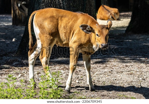 Banteng, Bos\
javanicus or Red Bull. It is a type of wild cattle But there are\
key characteristics that are different from cattle and bison: a\
white band bottom in both males and\
females.