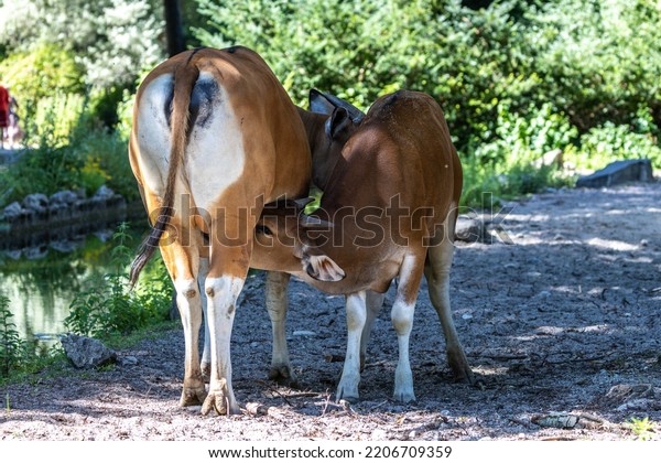 Banteng, Bos
javanicus or Red Bull. It is a type of wild cattle But there are
key characteristics that are different from cattle and bison: a
white band bottom in both males and
females.
