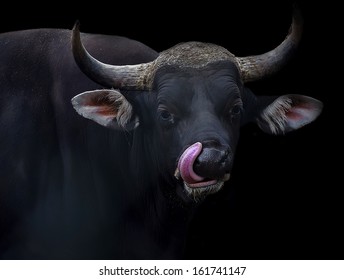 Banteng Bull Isolated on a black background