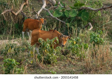 Banteng Cows And A Black Drongo In A Symbiotic Relationship