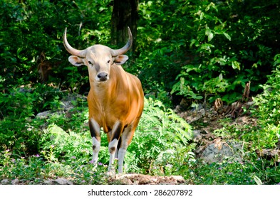 Banteng  Was In Red List Of Threatened Species In Endangered Species In Nature ,Thailand And It Looking Something On The Rock