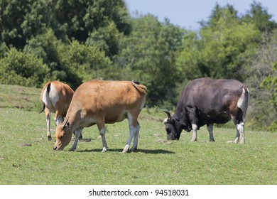 Bantengs Grazing - Bos Javanicus