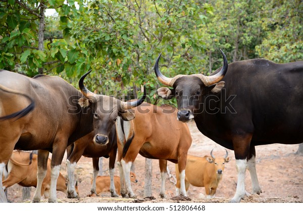 Bantengs live together in\
groups.