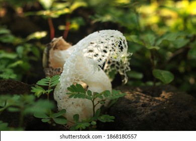 Bridal Veil Mushroom Images Stock Photos Vectors Shutterstock