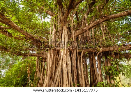 Banyan or banian is a fig that begins its life as an epiphyte. Ficus benghalensis or Indian banyan specifically denominates banyan species  & also the national tree of the Republic of India.