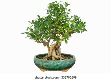 Banyan Bonsai Tree Isolated On White Background