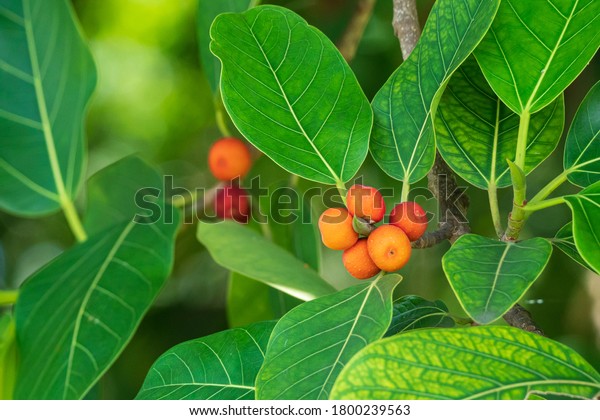 Ficus Tree Fruit - Banyan Tree Facts And Health Benefits : You can also grow cultivars of this ficus shrub tree even if you live in cooler climates.