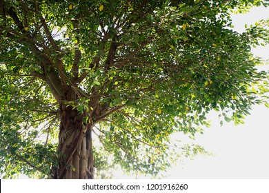 Banyan Gree Tree Isolated Onwhite Background.